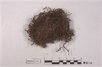 藏品(卵葉羽蘚)的圖片